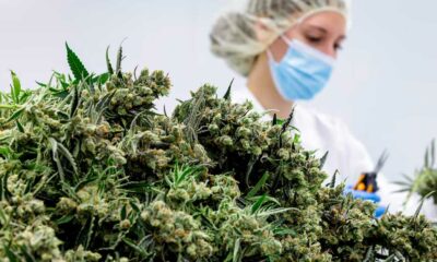 Fleurs de cannabis médical en Allemagne