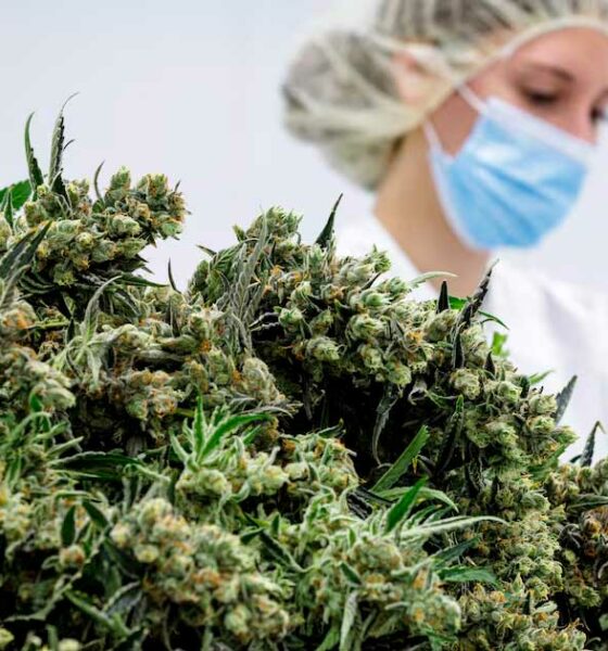 Medical Cannabis Flowers in Germany