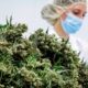 Medical Cannabis Flowers in Germany