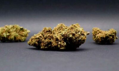 CBD Flowers in Italy