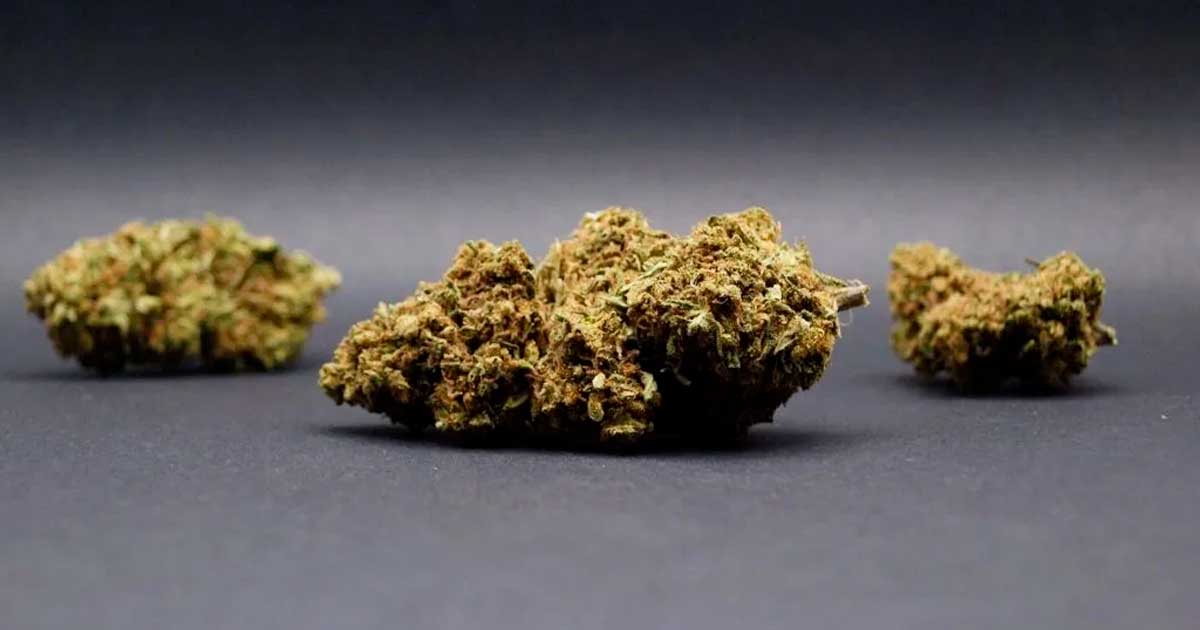 CBD Flowers in Italy