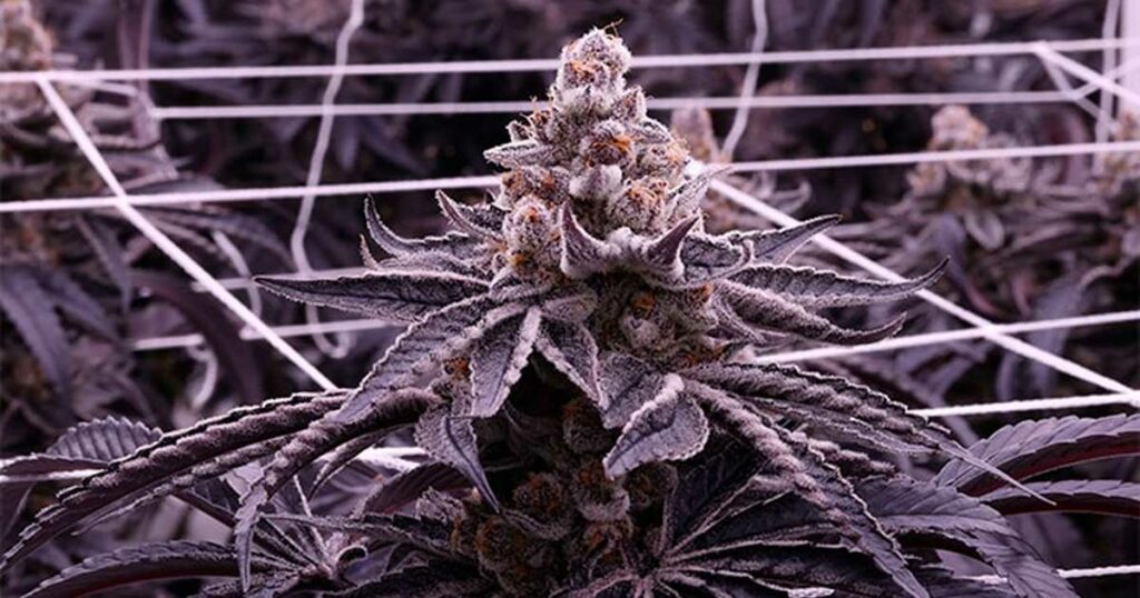 variété de cannabis Super Boof