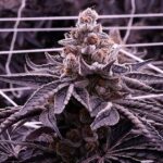 Super Boof cannabis strain