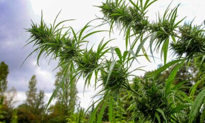 Medical Hemp in Polynesia
