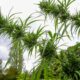 Medical Hemp in Polynesia