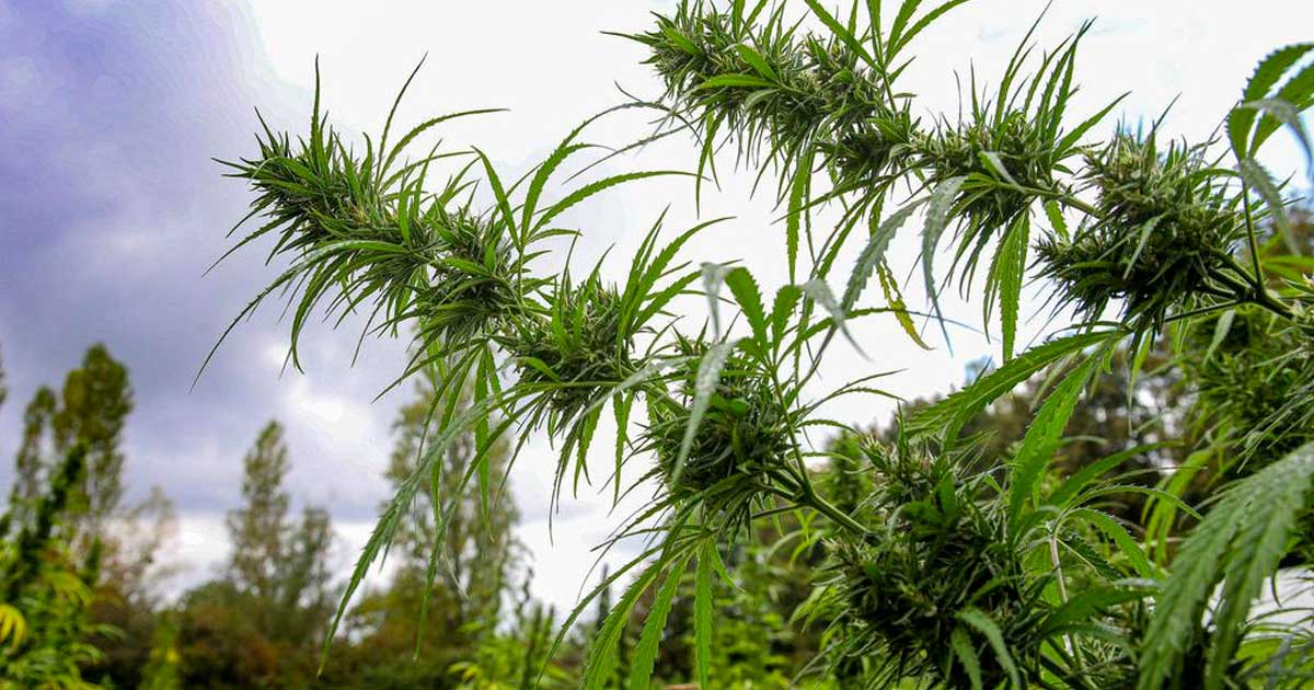 Medical Hemp in Polynesia