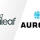 Curaleaf annonce une OPA sur Aurora