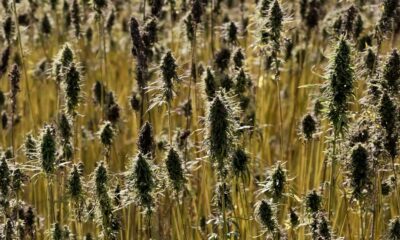 Rules for Hemp Cultivation in the European Union