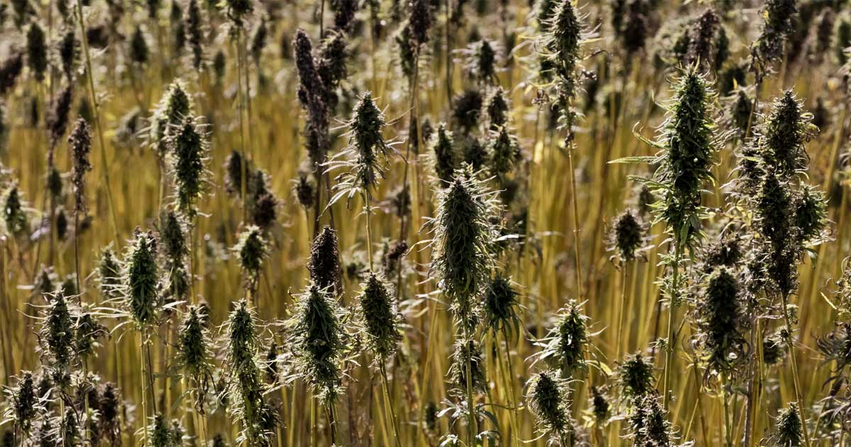 Rules for Hemp Cultivation in the European Union
