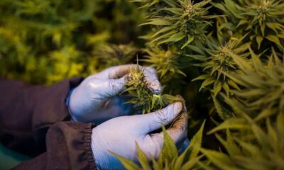 Medical cannabis in Rwanda