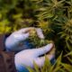Cannabis médical au Rwanda