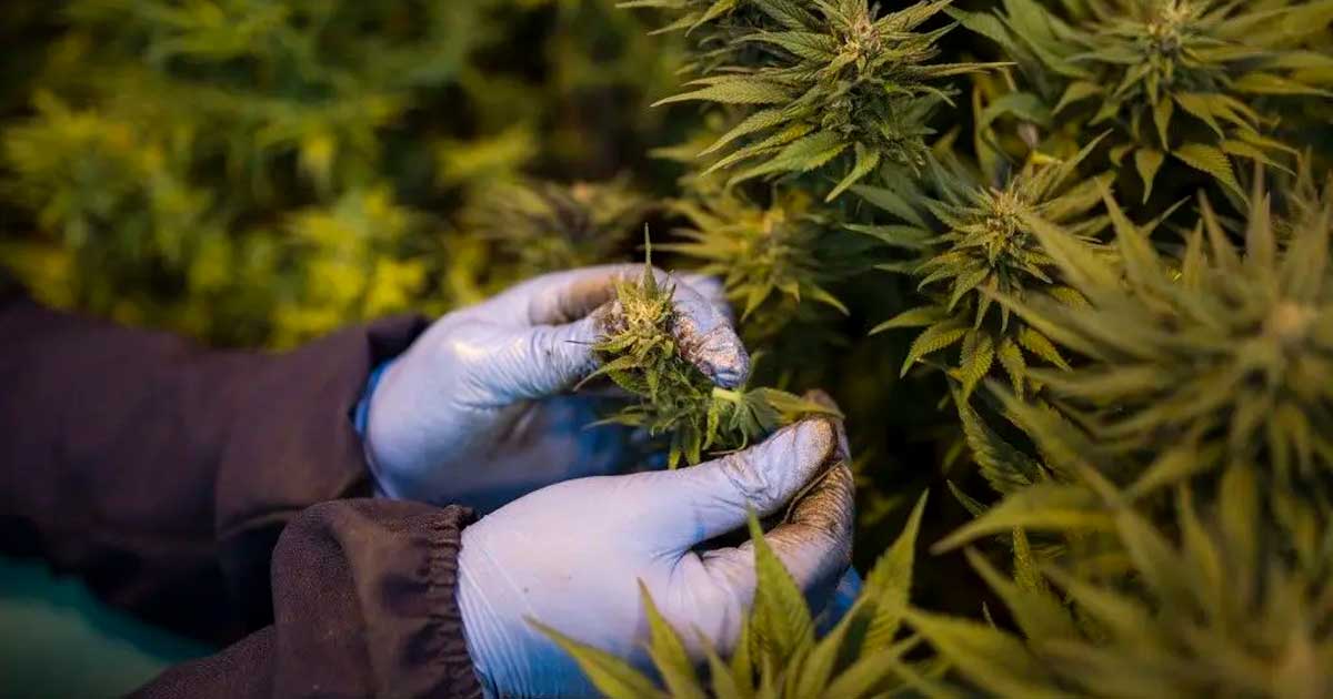 Medical cannabis in Rwanda