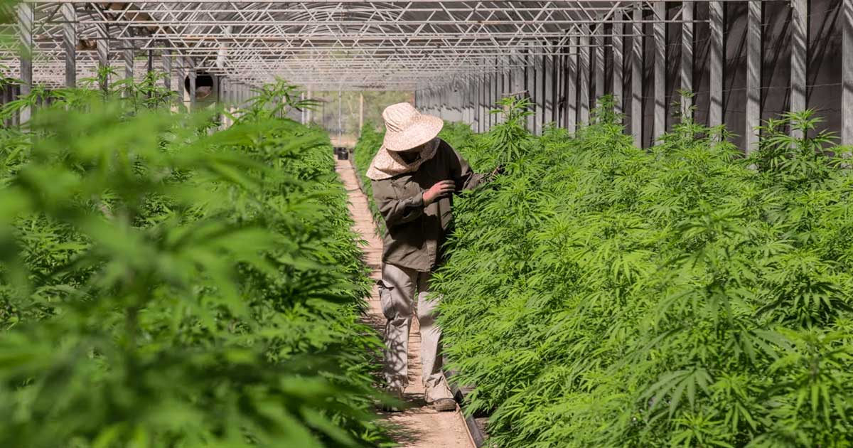Argentina relaxes its hemp trade rules