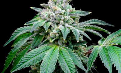 Le CBD renforce l'effet du THC selon une étude