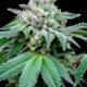 CBD Enhances the Effects of THC, According to a Study