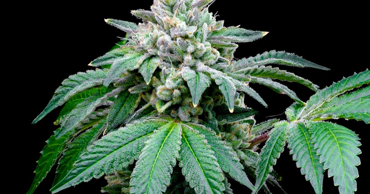 CBD Enhances the Effects of THC, According to a Study