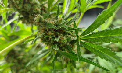 Production de cannabis médical en Corée du Sud
