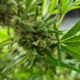 Medical Cannabis Production in South Korea