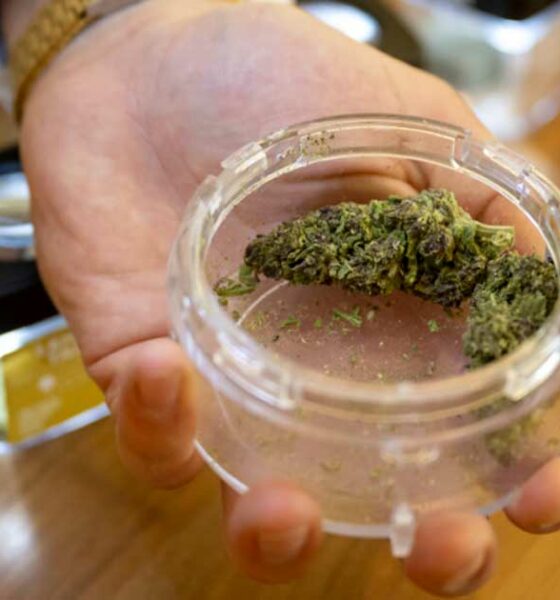 Distribution de cannabis en pharmacie en Suisse