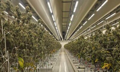 Rapport sur le cannabis légal aux Pays-Bas