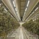 Report on Legal Cannabis in the Netherlands