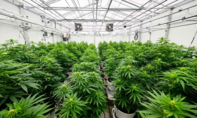Un laboratoire de cannabis médical au Costa Rica