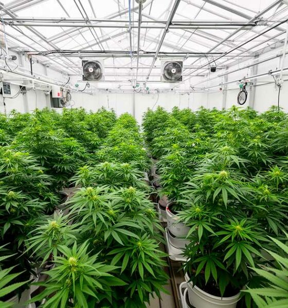 Un laboratoire de cannabis médical au Costa Rica