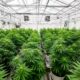 Un laboratoire de cannabis médical au Costa Rica