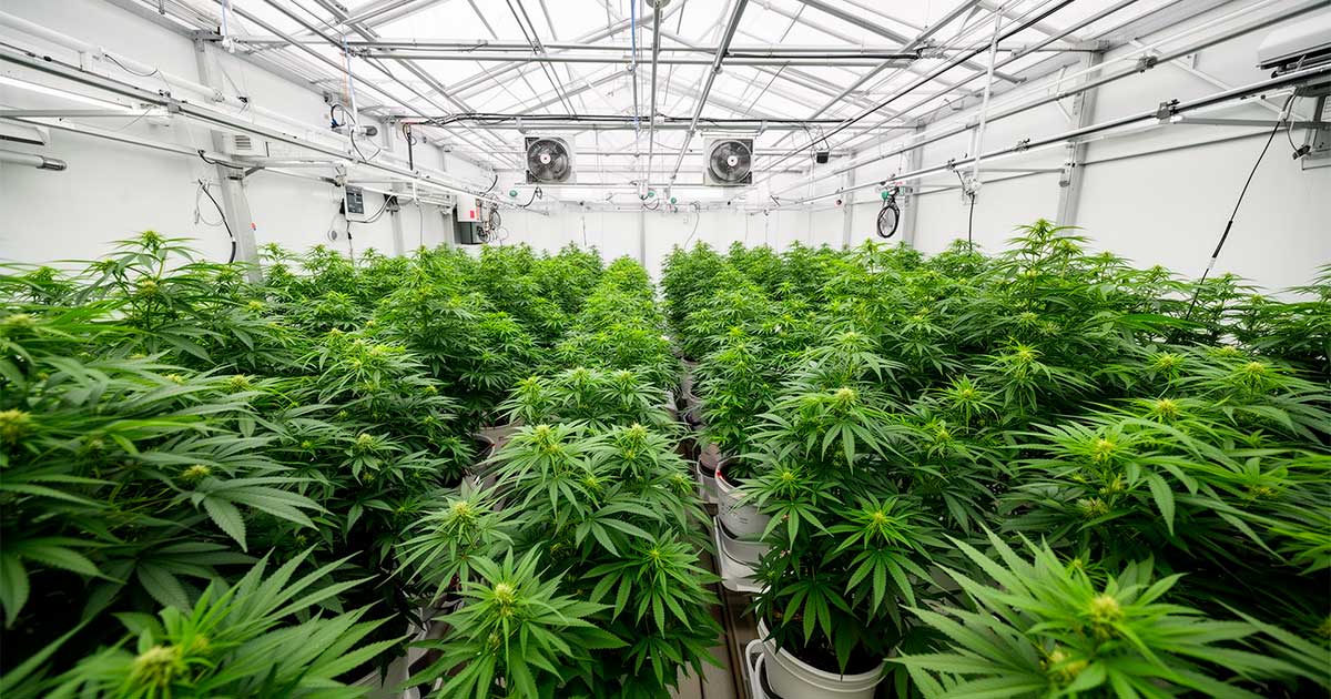 Un laboratoire de cannabis médical au Costa Rica