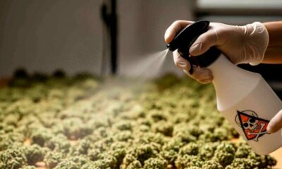 New Synthetic Cannabinoids