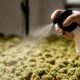 New Synthetic Cannabinoids