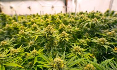Pays qui ont légalisé le cannabis médical avant la France