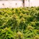 Countries that legalized medical cannabis before France