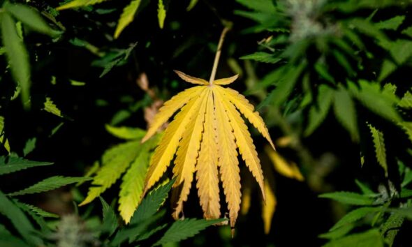 Programme de LFI sur le cannabis