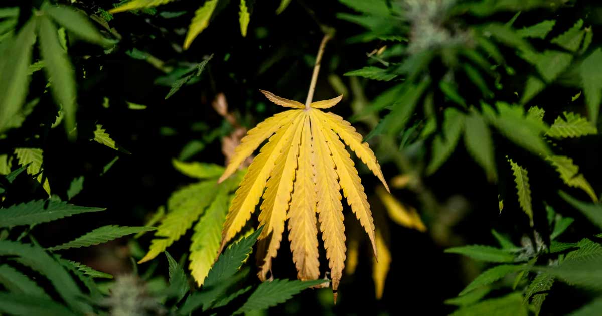 Programme de LFI sur le cannabis