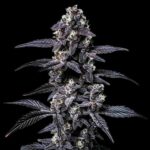 Zoap Cannabis Strain