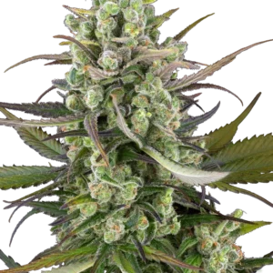 Graines de Headband Kiwi à Autofloraison