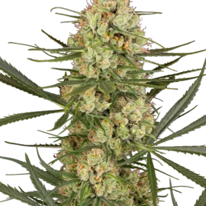 Graines de Haze Dawg à Autofloraison