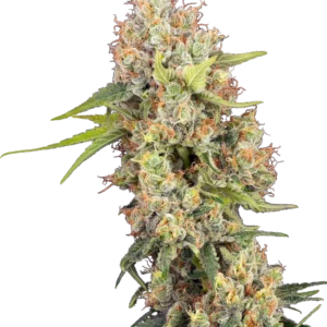 Graines de Raspberry Critical Kush Féminisées