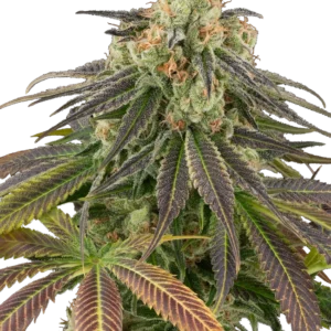Graines de Stardust Kush à Autofloraison