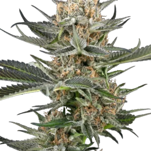 Graines de Thin Mint Kiwi à Autofloraison
