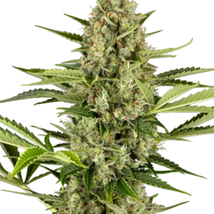 Graines de Jack Herer à Autofloraison
