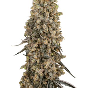 Graines d’Atomic Blue Dream Féminisées