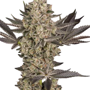 Graines de Tropical Butter Sauce à Autofloraison