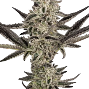 Graines de Purple Pickle à Autofloraison