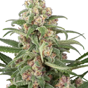 Graines de Cassis à Autofloraison