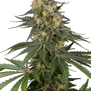 Graines de Berliner à Autofloraison