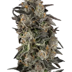 Graines de Cherry Strudel Féminisées