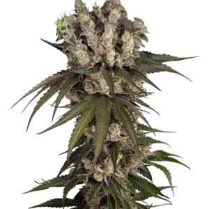 Graines de Gelauto Kush à Autofloraison