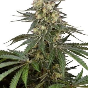 Graines de Sensi Supreme Angel’s Bliss CBD F1 à Autofloraison